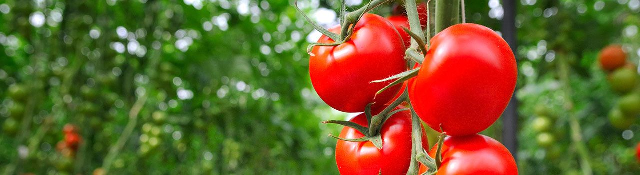 IoT:  Internet of Tomatoes