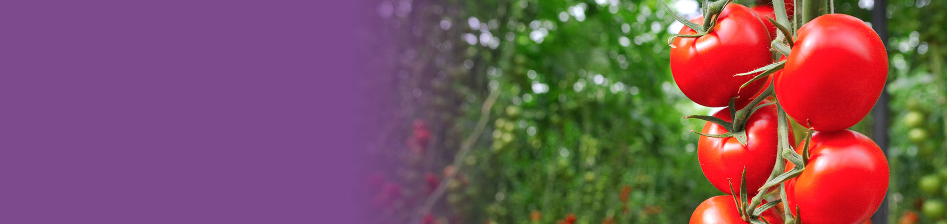 IoT:  Internet of Tomatoes