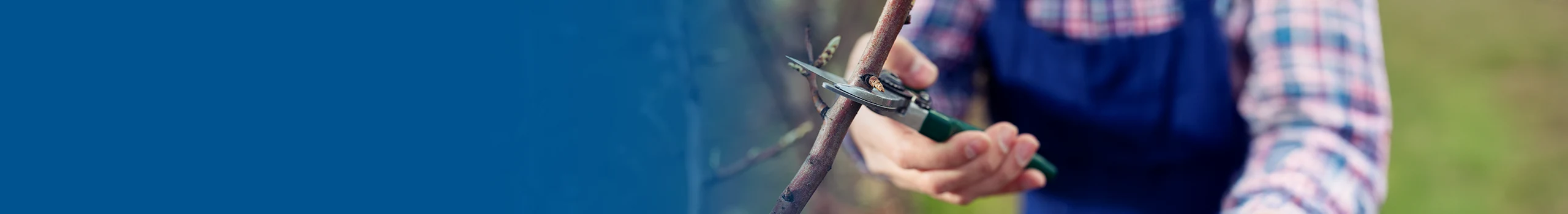 A person in a plaid shirt and blue overalls uses pruning shears to cut a small branch.