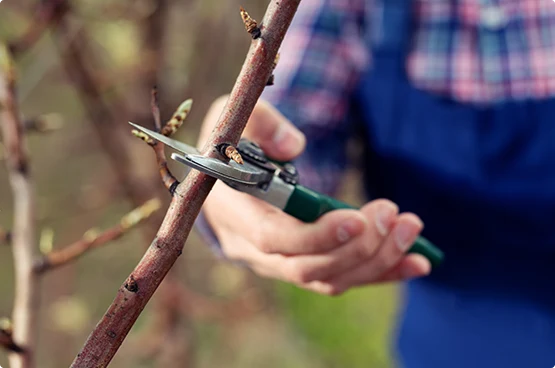 A person in a plaid shirt and blue overalls uses pruning shears to cut a small branch.