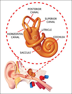 Figure 1. Human balance and hearing are part of the complex organs of equilibrium found in the inner ear.