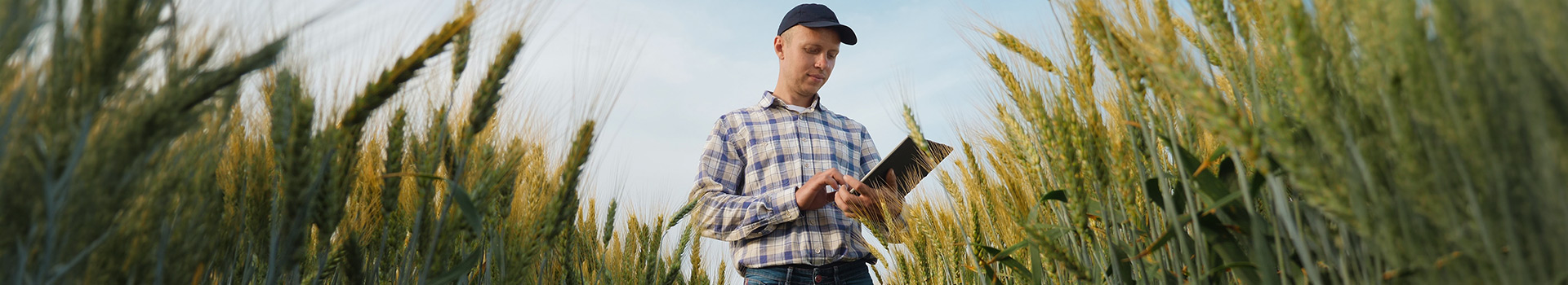 Farmer in plaid shirt and cap uses tablet in golden wheat field.