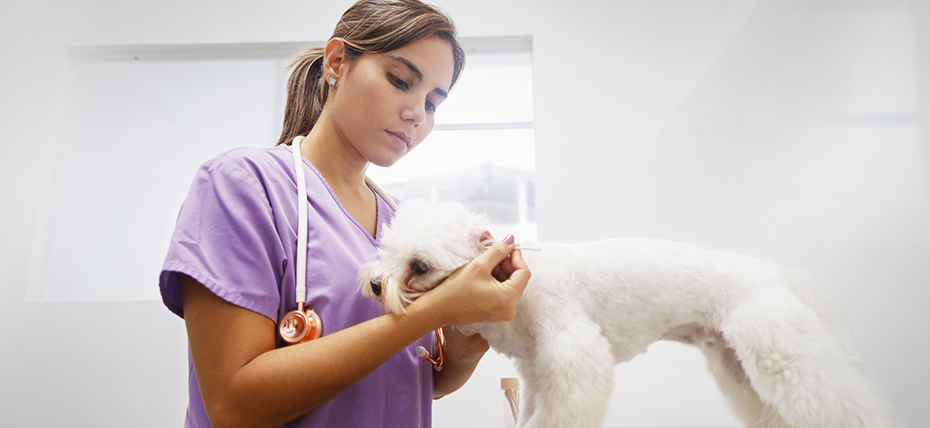 Image shows a female veterinarian taking a swab sample from a dog's ear within a clinic setting.