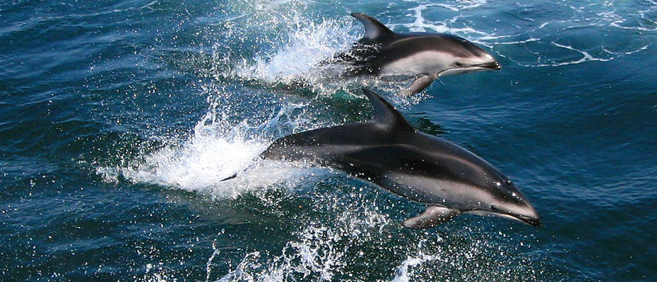 Image of two dolphins swimming and jumping in the ocean waters among the water's waves.