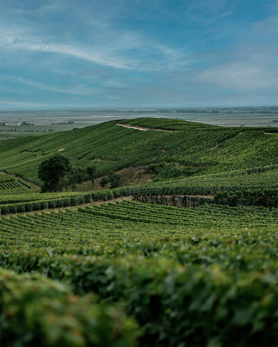 Rolling green vineyard hills under a blue, cloudy sky.