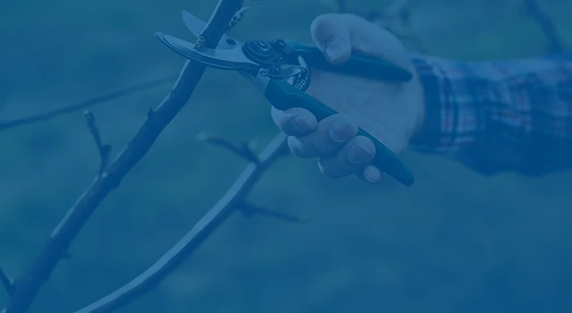 A person in a plaid shirt and blue overalls uses pruning shears to cut a small branch.