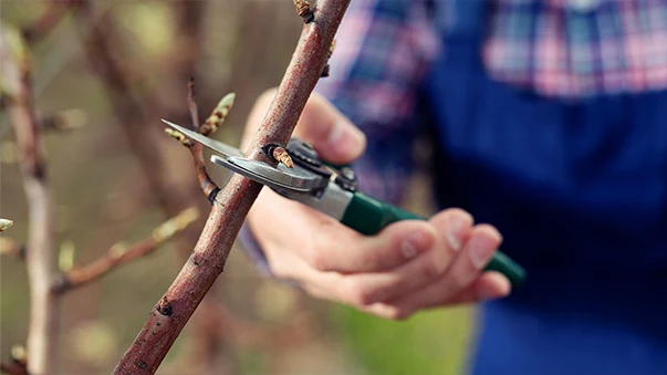 A person in a plaid shirt and blue overalls uses pruning shears to cut a small branch.