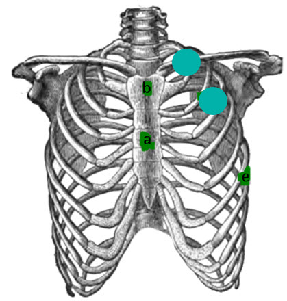 Figure 4. Chest positions where data was measured.