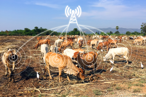 Figure 1. Smart farming with low-power NB-IoT asset tracking device.