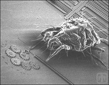 図2. ギアサイズの比較のためにMEMS上に置かれたハダニ(体長:~0.5mm (~0.020インチ))。