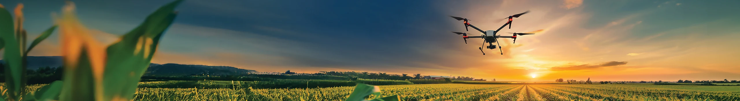 Agricultural drone flying over cornfield at sunset.