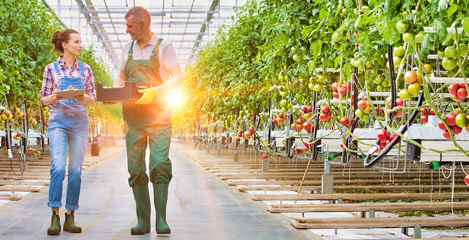 Two workers  discussing edge system technology in a greenhouse setting; background shows full growth of tomato plants.