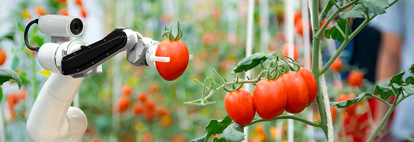 Robotic arm picking a red tomato in a greenhouse.