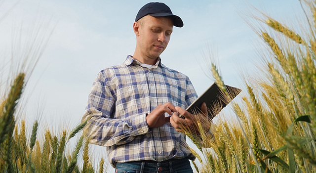 Farmer in plaid shirt and cap uses tablet in golden wheat field.