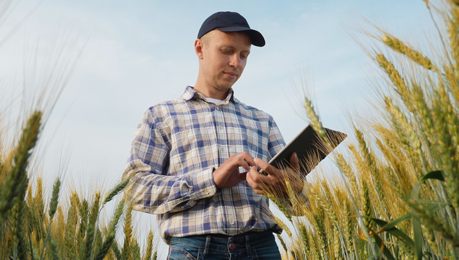 Farmer in plaid shirt and cap uses tablet in golden wheat field.