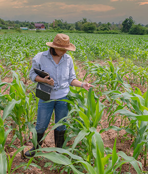 Image shows a farm crop and a woman specialist evaluating and studying the plants.